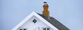 Chimney Nest Removal Sunnyvale